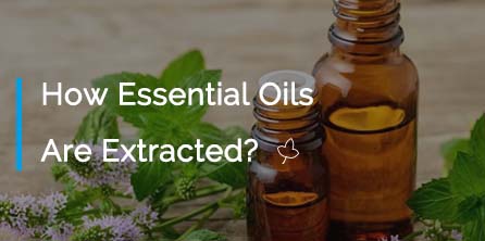 How Essential Oils Are Extracted?
